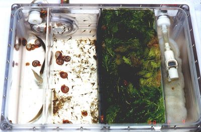 Wassertank des Minimoduls mit 2 Tierkammern, Pflanzenkammer & Filterkammer
